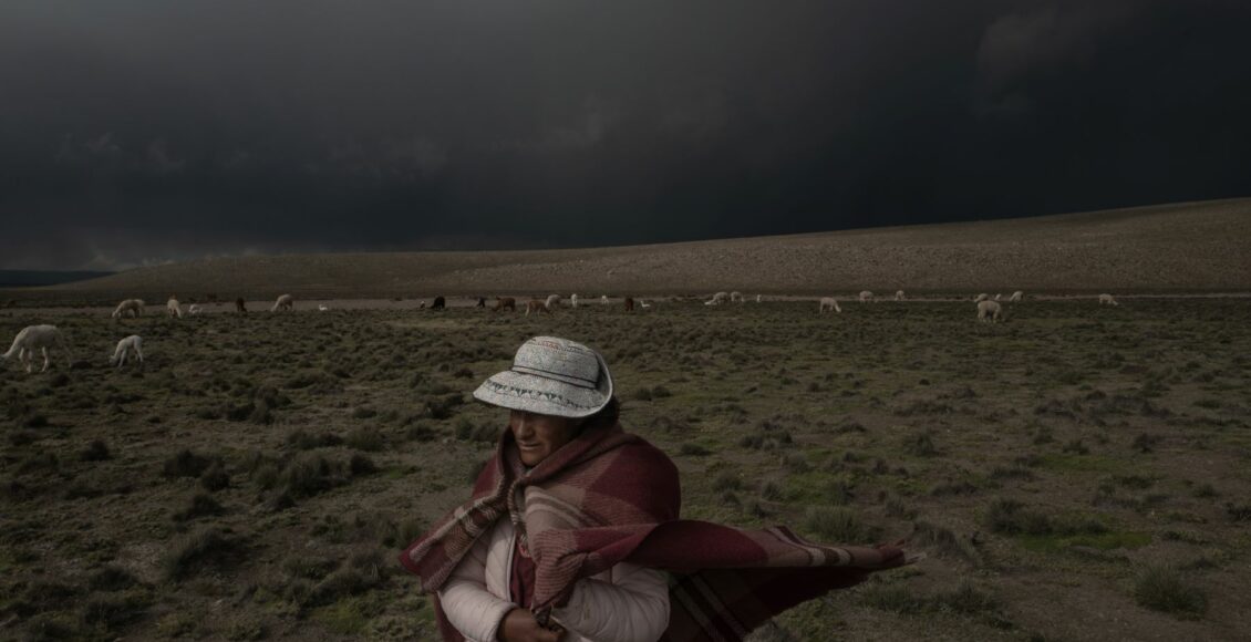 alpaca-peru