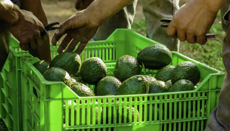 https://www.nodal.am/wp-content/uploads/2024/06/aguacate-palta-mexico-750x430.png