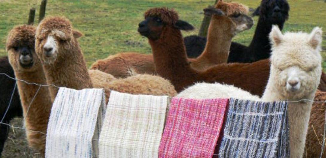 https://www.nodal.am/wp-content/uploads/2024/10/exportacion-de-fibra-de-alpaca.jpeg