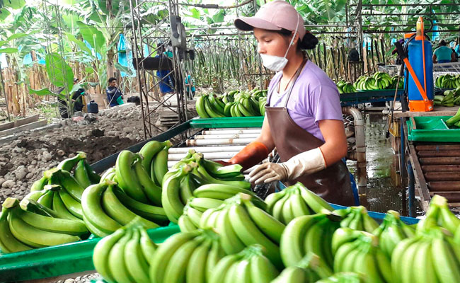 https://www.nodal.am/wp-content/uploads/2024/11/bolivia-bananas.jpg